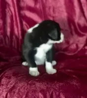 MANNY - MOTHER;S DAY SALE!, a female Border Collie for sale in Atoka, OK – 3 of 5
