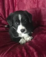 MANNY - MOTHER;S DAY SALE!, a female Border Collie for sale in Atoka, OK – 2 of 5