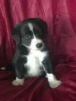 MANNY - MOTHER;S DAY SALE!, a female Border Collie for sale in Atoka, OK – 5 of 5