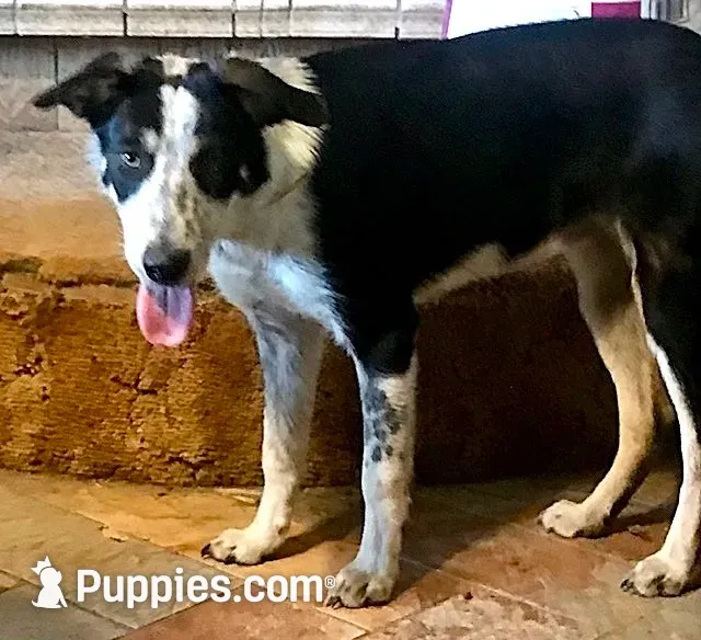 JOHNNY-END OF SUMMER SALE!, a male Border Collie for sale in Atoka, OK – 2 of 5