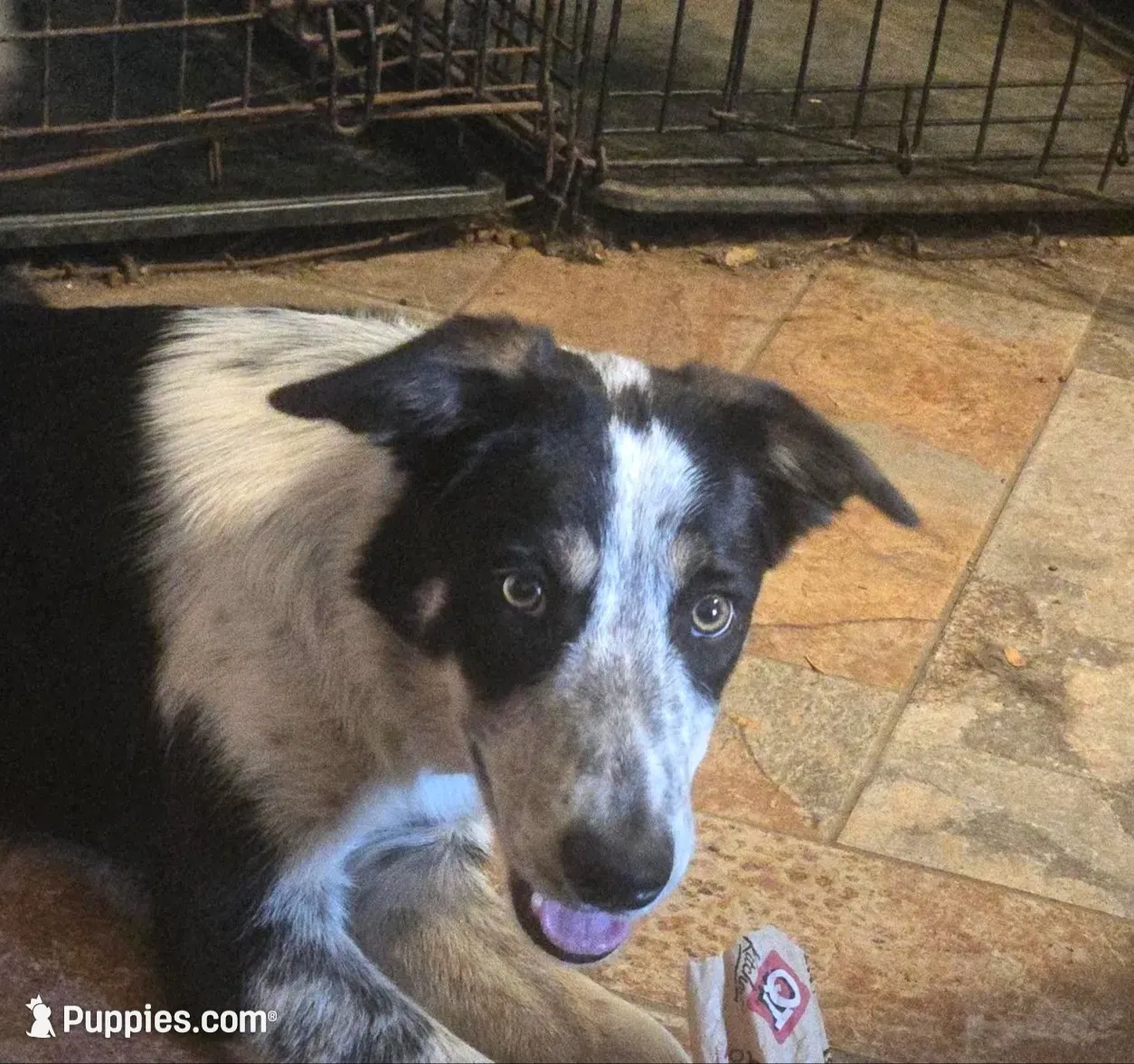 JOHNNY-END OF SUMMER SALE!, a male Border Collie for sale in Atoka, OK – 5 of 5