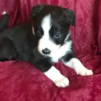 NOELLE-SALE, a female Border Collie for sale in Atoka, OK – Photo 2 of 6