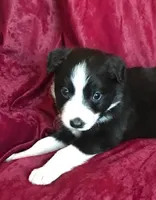 NOELLE-SALE, a female Border Collie for sale in Atoka, OK – Photo 6 of 6