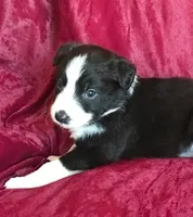 NOELLE-SALE, a female Border Collie for sale in Atoka, OK – Photo 4 of 6