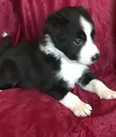 NOELLE-SALE, a female Border Collie for sale in Atoka, OK – Photo 5 of 6