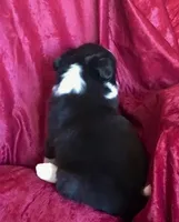 NOELLE-SALE, a female Border Collie for sale in Atoka, OK – Photo 3 of 6