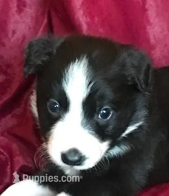NOELLE-SALE, a female Border Collie for sale in Atoka, OK – Photo 1 of 6