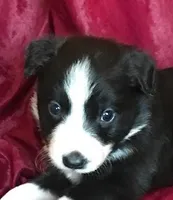 NOELLE-SALE, a female Border Collie for sale in Atoka, OK – Photo 1 of 6