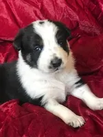 JOHN, a male Border Collie for sale in Atoka, OK – Photo 5 of 5