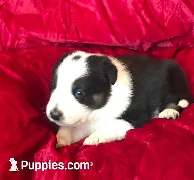 JOHN, a male Border Collie for sale in Atoka, OK – Photo 5 of 6