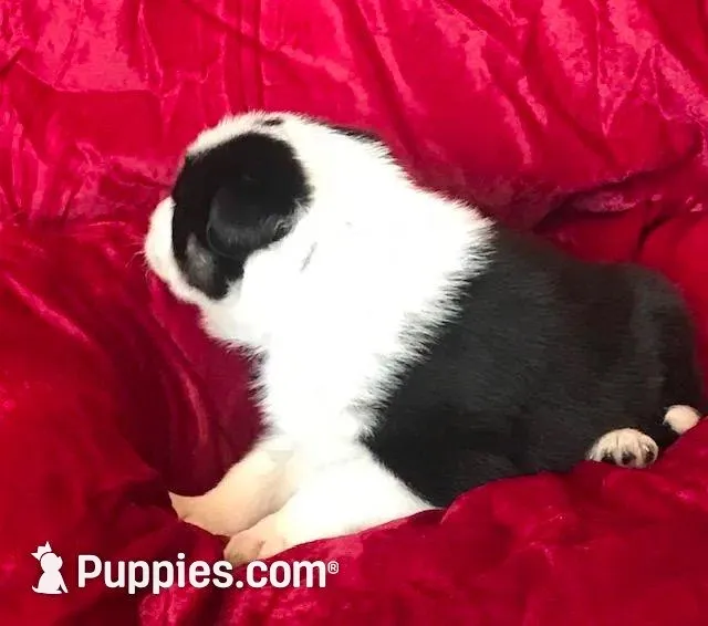 JOHN, a male Border Collie for sale in Atoka, OK – Photo 4 of 6