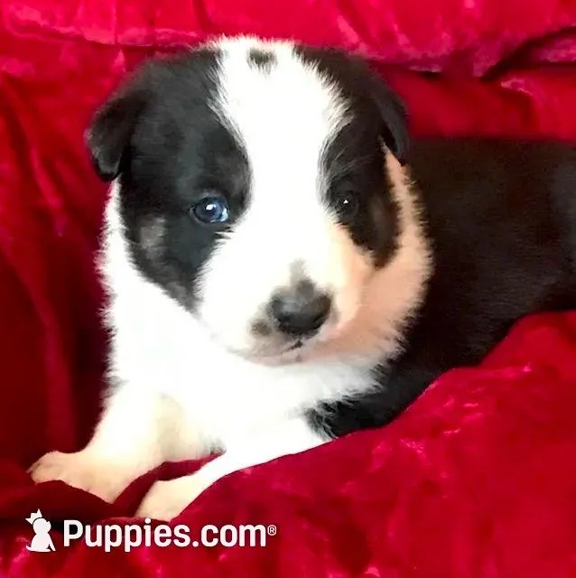 JOHN, a male Border Collie for sale in Atoka, OK – Photo 3 of 6