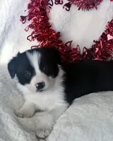 DAISY, a female Border Collie for sale in Atoka, OK – Photo 4 of 5