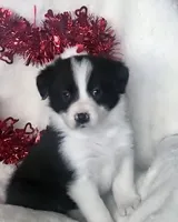 DAISY, a female Border Collie for sale in Atoka, OK – Photo 5 of 5