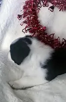 DAISY, a female Border Collie for sale in Atoka, OK – Photo 3 of 5