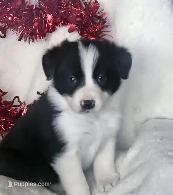 DAISY, a female Border Collie for sale in Atoka, OK – Photo 1 of 5