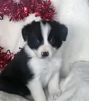 DAISY, a female Border Collie for sale in Atoka, OK – Photo 1 of 5