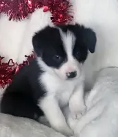 DAISY, a female Border Collie for sale in Atoka, OK – Photo 2 of 5