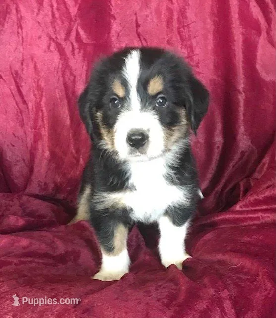 MOLLY - MOTHER'S DAY SALE!, a female Border Collie for sale in Atoka, OK – Photo 1 of 5