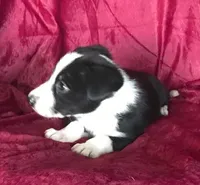 MIKE - MOTHER'S DAY SALE!, a male Border Collie for sale in Atoka, OK – 4 of 6