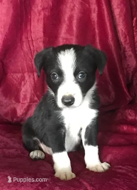 MIKE - MOTHER'S DAY SALE! – Border Collie puppy for sale in Atoka, OK