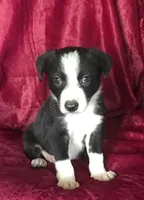 MIKE - MOTHER'S DAY SALE!, a male Border Collie for sale in Atoka, OK – 1 of 6