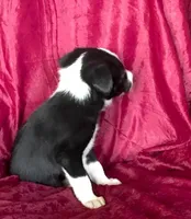 MIKE - MOTHER'S DAY SALE!, a male Border Collie for sale in Atoka, OK – 3 of 6