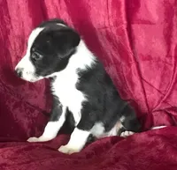 MIKE - MOTHER'S DAY SALE!, a male Border Collie for sale in Atoka, OK – 2 of 6