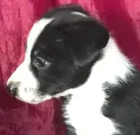 MIKE - MOTHER'S DAY SALE!, a male Border Collie for sale in Atoka, OK – 5 of 6