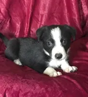 MIKE - MOTHER'S DAY SALE!, a male Border Collie for sale in Atoka, OK – 6 of 6