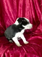 MISSY, a female Border Collie for sale in Atoka, OK – 3 of 5
