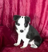 MISSY, a female Border Collie for sale in Atoka, OK – 5 of 5