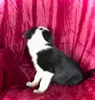 MISSY, a female Border Collie for sale in Atoka, OK – 2 of 5