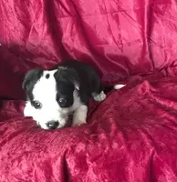 MISSY, a female Border Collie for sale in Atoka, OK – 4 of 5