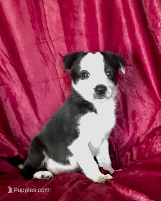 MISSY – Border Collie puppy for sale in Atoka, OK