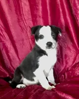MISSY, a female Border Collie for sale in Atoka, OK – 1 of 5