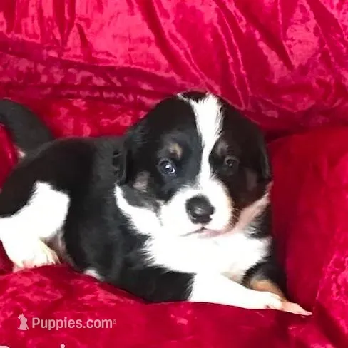 JAN, a female Border Collie for sale in Atoka, OK – Photo 5 of 5