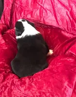 JAN, a female Border Collie for sale in Atoka, OK – Photo 2 of 5