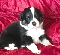 JAN, a female Border Collie for sale in Atoka, OK – Photo 1 of 5
