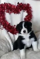 JUNE, a female Border Collie for sale in Atoka, OK – Photo 2 of 5