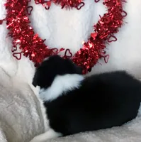 JUNE, a female Border Collie for sale in Atoka, OK – Photo 3 of 5