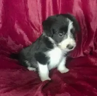 MARLIE - MOTHER'S DAY SALE, a female Border Collie for sale in Atoka, OK – 2 of 5