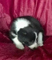 MARLIE - MOTHER'S DAY SALE, a female Border Collie for sale in Atoka, OK – 3 of 5