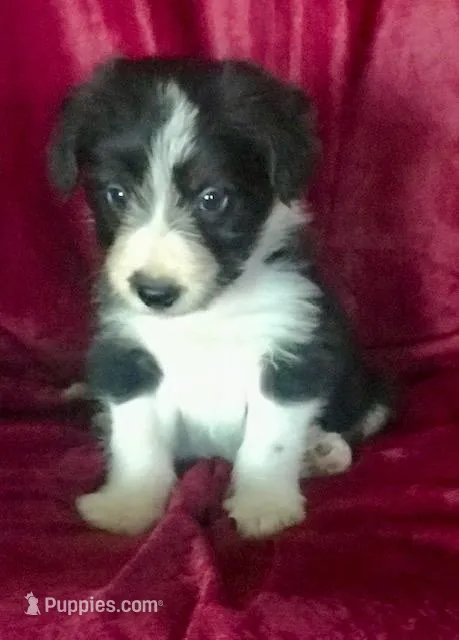 MARLIE - MOTHER'S DAY SALE – Border Collie puppy for sale in Atoka, OK