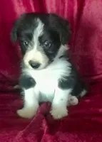 MARLIE - MOTHER'S DAY SALE, a female Border Collie for sale in Atoka, OK – 1 of 5