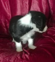 MARLIE - MOTHER'S DAY SALE, a female Border Collie for sale in Atoka, OK – 4 of 5