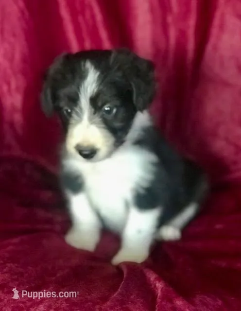 MARLIE - MEMORIAL DAY SALE – Border Collie puppy for sale in Atoka, OK