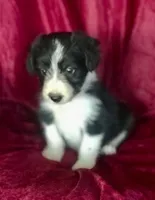 MARLIE - MOTHER'S DAY SALE, a female Border Collie for sale in Atoka, OK – 5 of 5