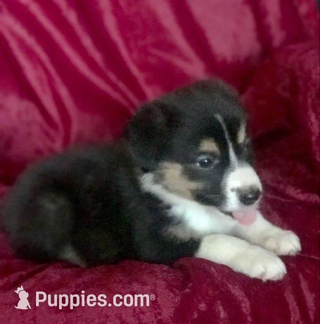 Mary, a female Border Collie for sale in Atoka, OK – Photo 2 of 4
