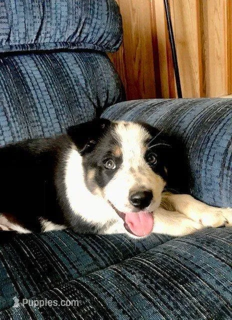 JOHN – Border Collie puppy for sale in Atoka, OK
